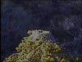 Santa cCruz Island Nest noises Santa cCruz Island Nest noises