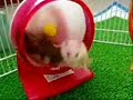 Hamster Montage