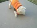 C-B-Can-t-Play-Fetch