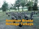Food Love: Heritage Turkey Farm Food Love: Heritage Turkey Farm