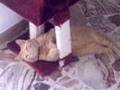 Caligola, il gatto più attivo del mondo
