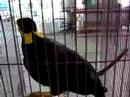 Bird Phuket Travel Agency Amazing 2