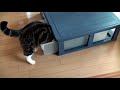 開けて入るねこ。