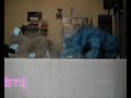 Kleiner Wolf
