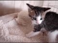 Itty Bitty Kitty Committy, Part 8, with Great Dane n Kittens Itty Bitty Kitty Committy, Part 8, with Great Dane n Kittens