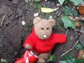 Bob T Bear Releases His Marigolds Into The Wild