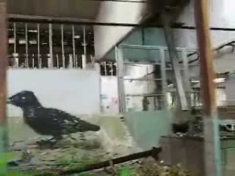 Roa