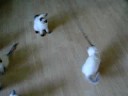 Ragdoll - ping-pong :)
