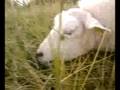 schaap 4557 met water in haar longen... :S