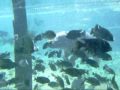 Deep Diving Hippo\ Deep Diving Hippo\