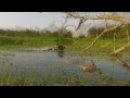 Click here to watch this video Working Cocker Spaniel filmed with a Go Pro Hero 2 POV Camera.