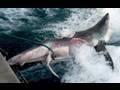 10-foot-shark-ripped