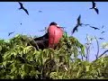 Isla Isabella Viaje