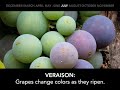 The Life of a Winegrape