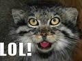 Very Funny Cats 22 Very Funny Cats 22