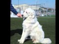 Kuvasz