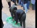 Ultras Napoli-trasferta a Treviso(Fedayn)