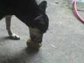 cão chupando manga.3gp