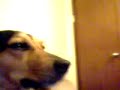 Blacky concentrado en la tv.....