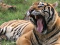 500lb TIGER GETS NEUTERED! - Big Cat TV