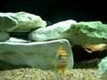 Labidochromis Hongi Kimpuma