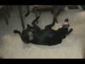 videos de Jacky's Birthday Toy