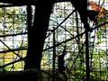 Siamangs (or Gibbon Sirens 4)