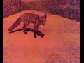 Laceby Grimsby Docks Fox Laceby Grimsby Docks Fox