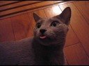 Cat Sticks Tongue Out