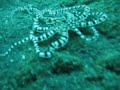 Mimic octopus scurrying for cover Mimic octopus scurrying for cover