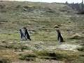Pinguinos caminando