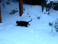Bagara in the snow