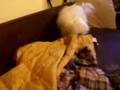 Bichón Boloñés video
