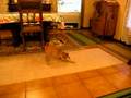Miniature Pinscher video
