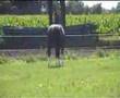 videos de tuigpaard dutch harness horse