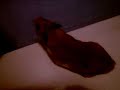 My Hamster Speedy