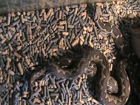 kucuk penıs