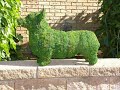Show Dog Topiaries
