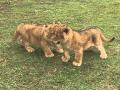 All-female baby lion cubs born at Israeli zoo