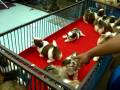 犬,犬,犬,そしてドライヤーを嫌がる犬!