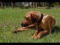 videos de Rhodesian llamada Whala rescatada (Rescued Rhodesian named Whala)