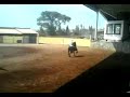 caballo  el alexander 