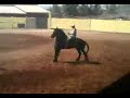 caballo  el alexander 