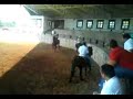 caballo  el alexander 