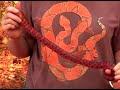 How to Survive a Venomous Snake Bite : What Are the Most Common Venomous Snakes?
