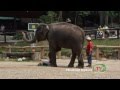 Elephant Camp Chiang Mai ปางช้างแม่สา