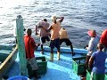 Yellowfin-Tuna-Fishi