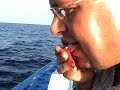 Yellowfin-Tuna-Fishi