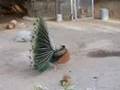 Peacock Vs. Squirrel 1