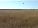 Oklahoma Falconry Meets Oklahoma Falconry Meets
